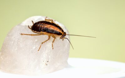 Fantastic Pest Control Tips You Can Start Using Today