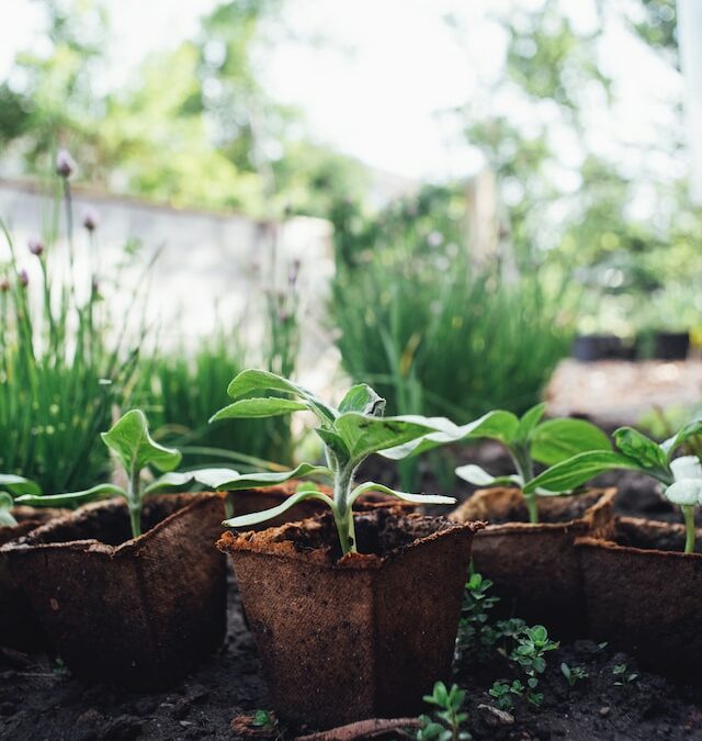 Gardening Tips For Green Thumbs And Newbies Alike