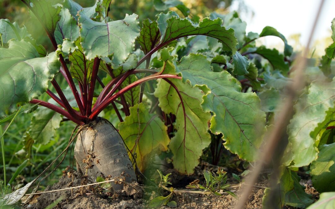 Get Growing! Organic Gardening Tips And Tricks