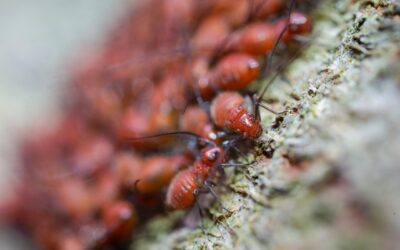 Getting Rid Of The Common Types Of Pests