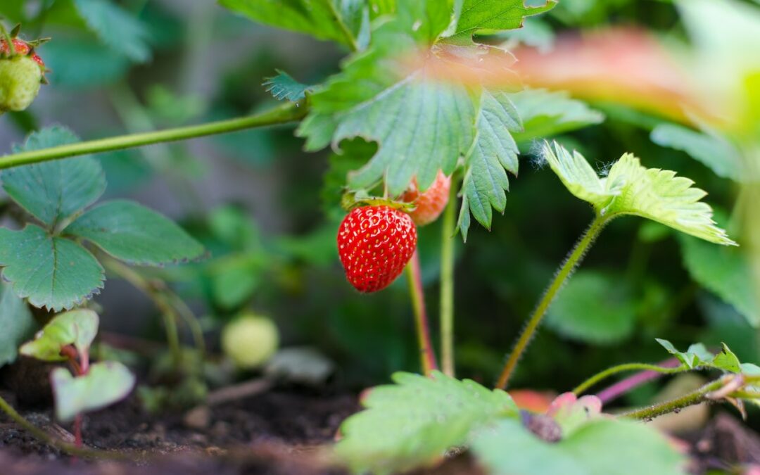 Grow A Safer Garden By Using These Organic Gardening Tips