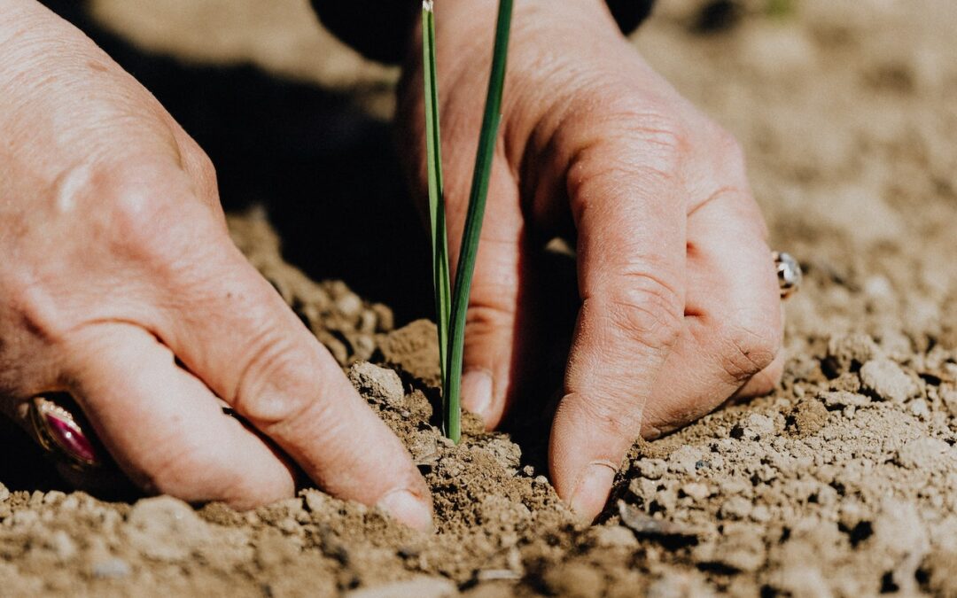 Need Help With Organic Gardening? Try Using These Tips