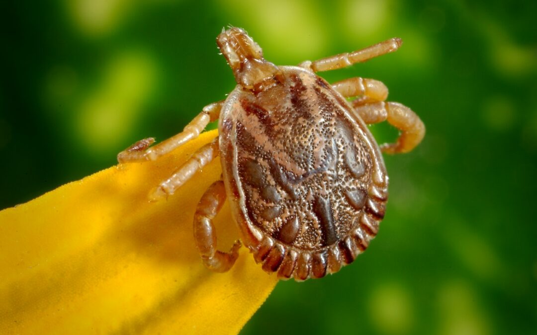 Pest Control: Tips That Will Help You